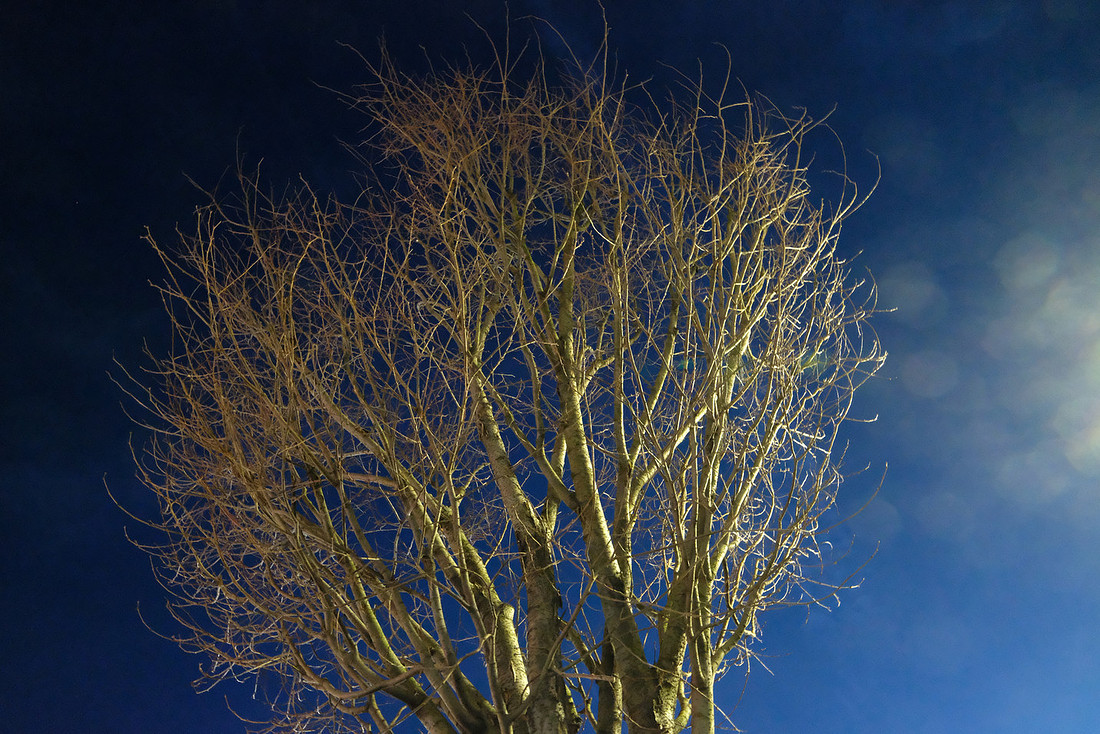 Winter Tree