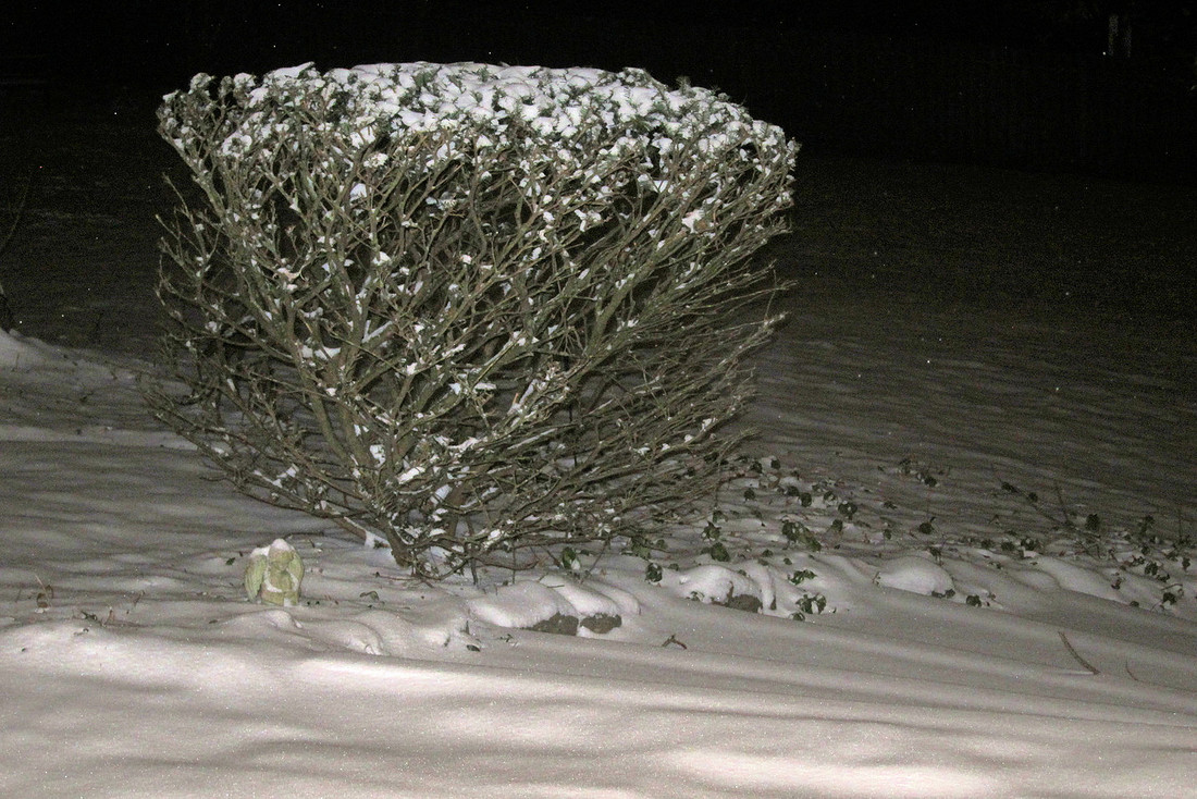 Snow Bush
