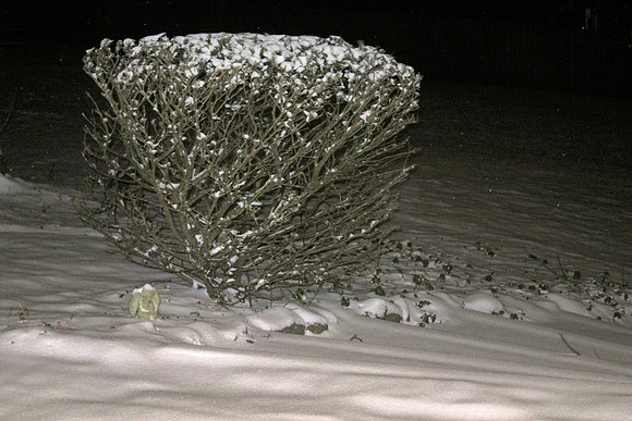 Snow Bush