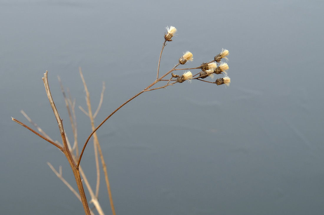 Brush