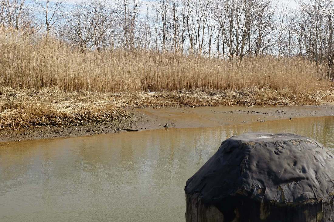 Mud and Reeds