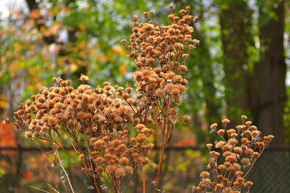 Fuzzy Fall