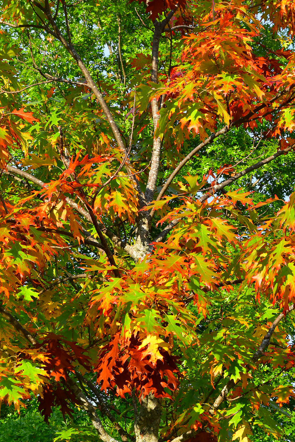 Fall Mix