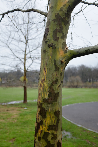Mottled