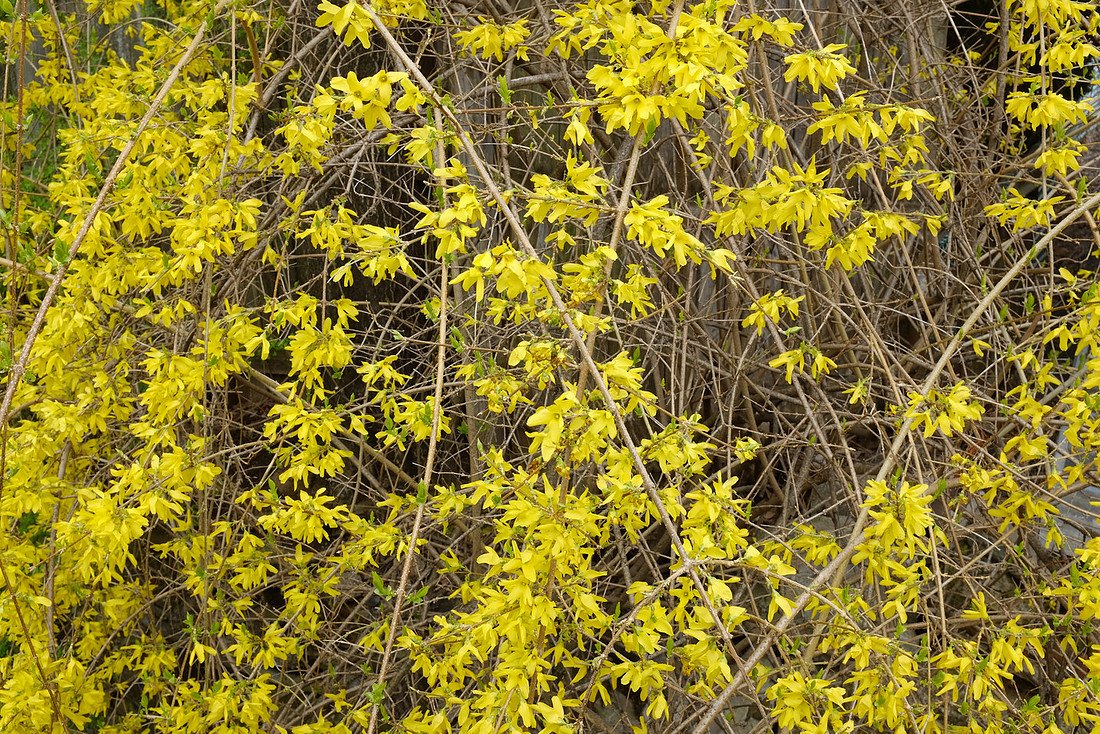 Yellow Spring