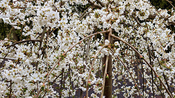 Spring Wite