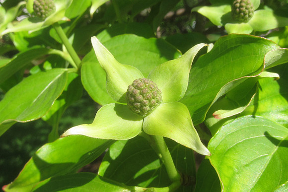 Green Bud
