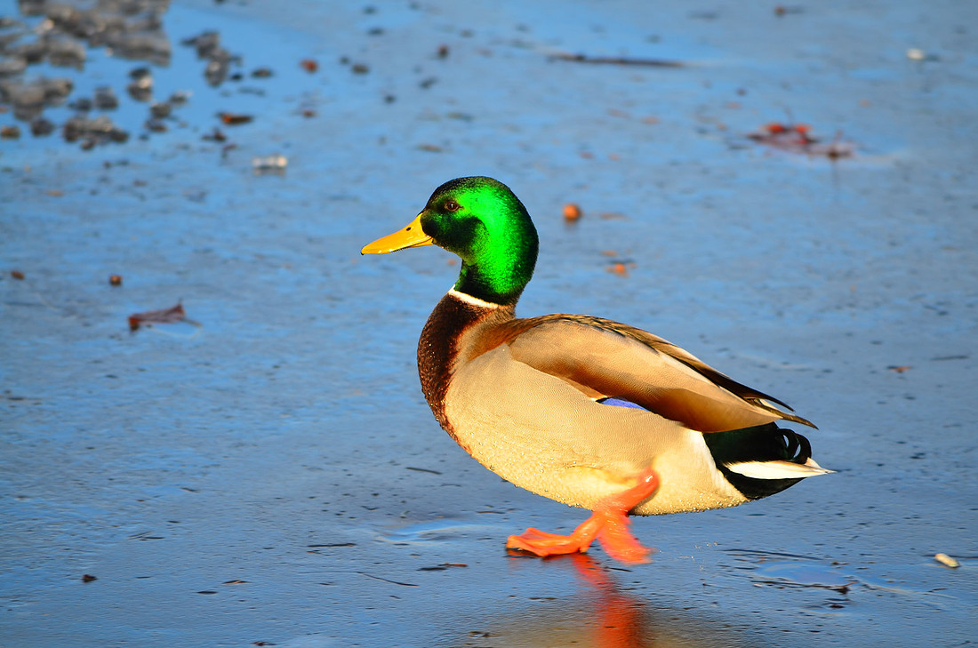 Duck