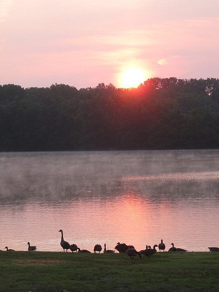 Geese