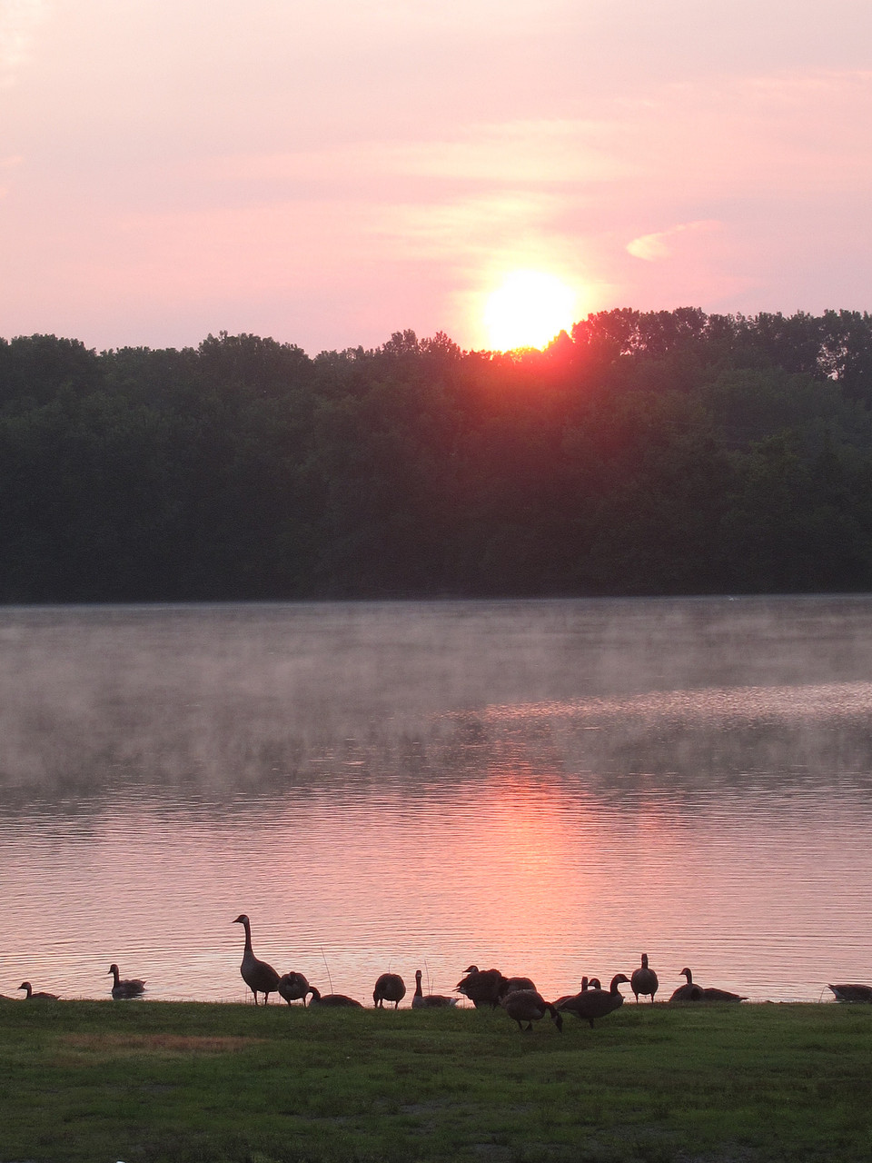 Geese