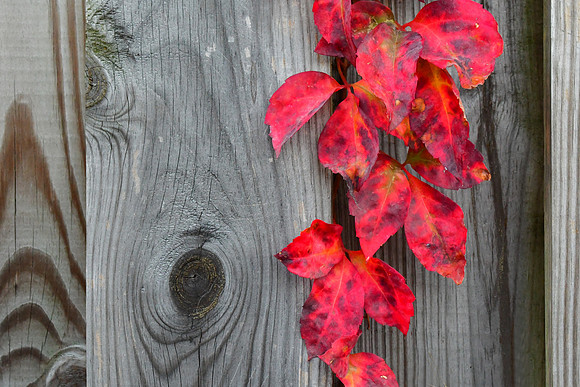 Fall Fence