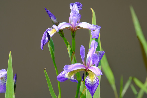 Irises