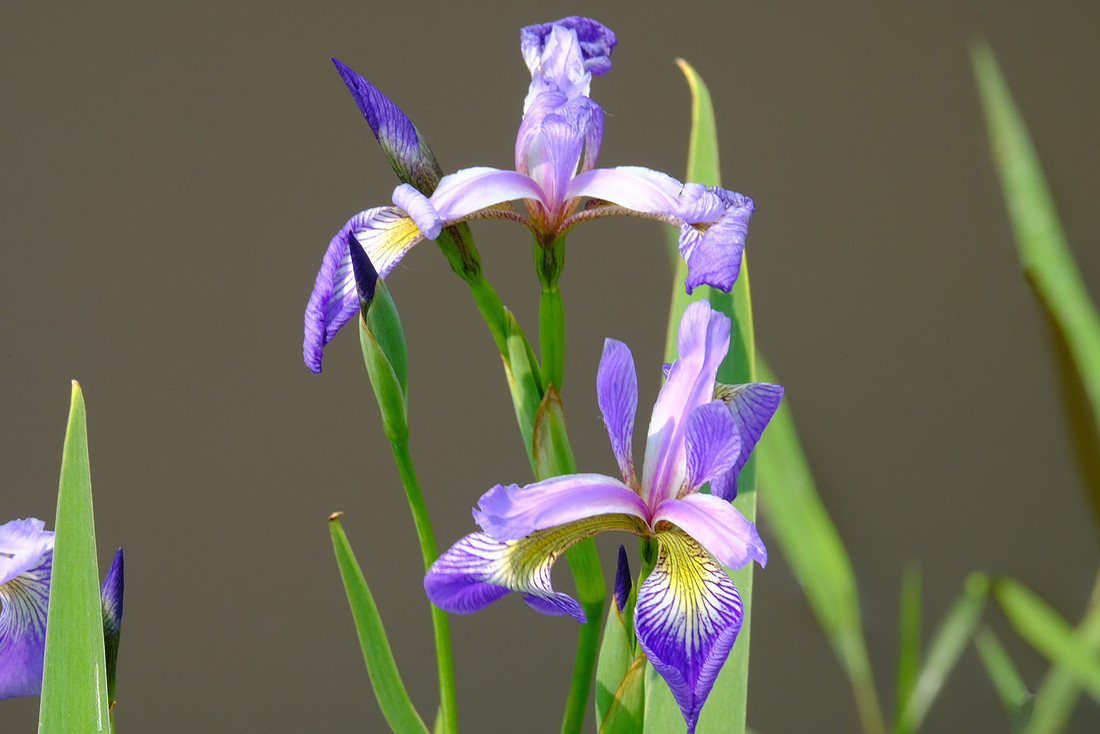 Irises