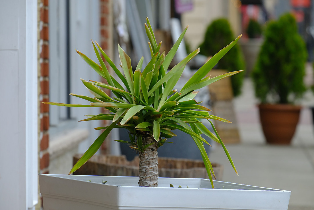 Looks Tropical