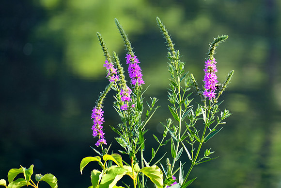 Purple Flowers