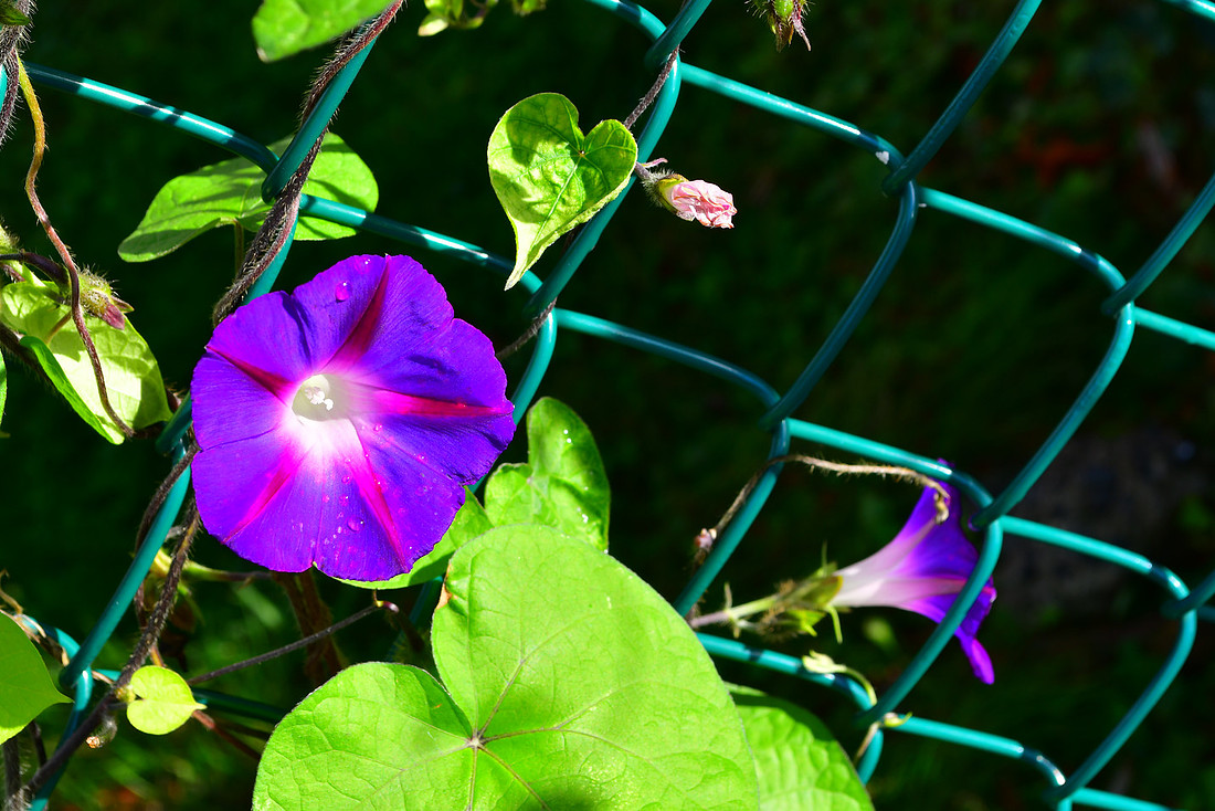 Fence Flowers