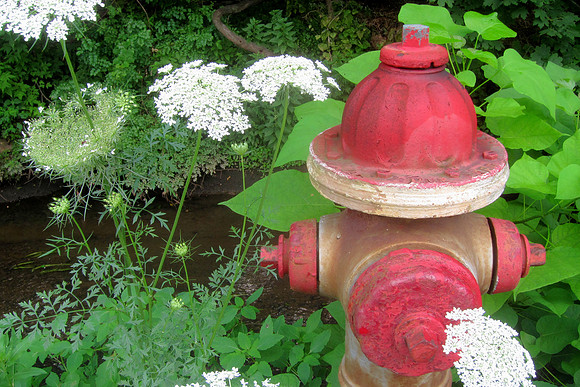 Hydrant and FLowers