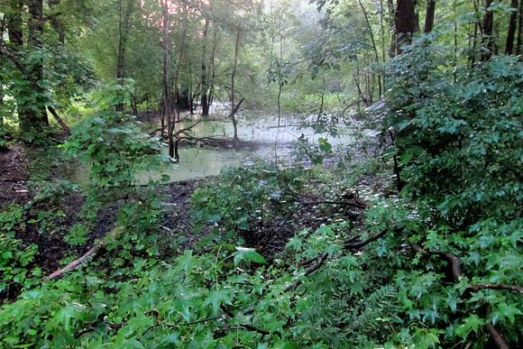 Sunrise Swamp