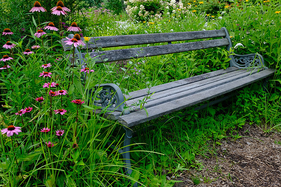 Summer Bench
