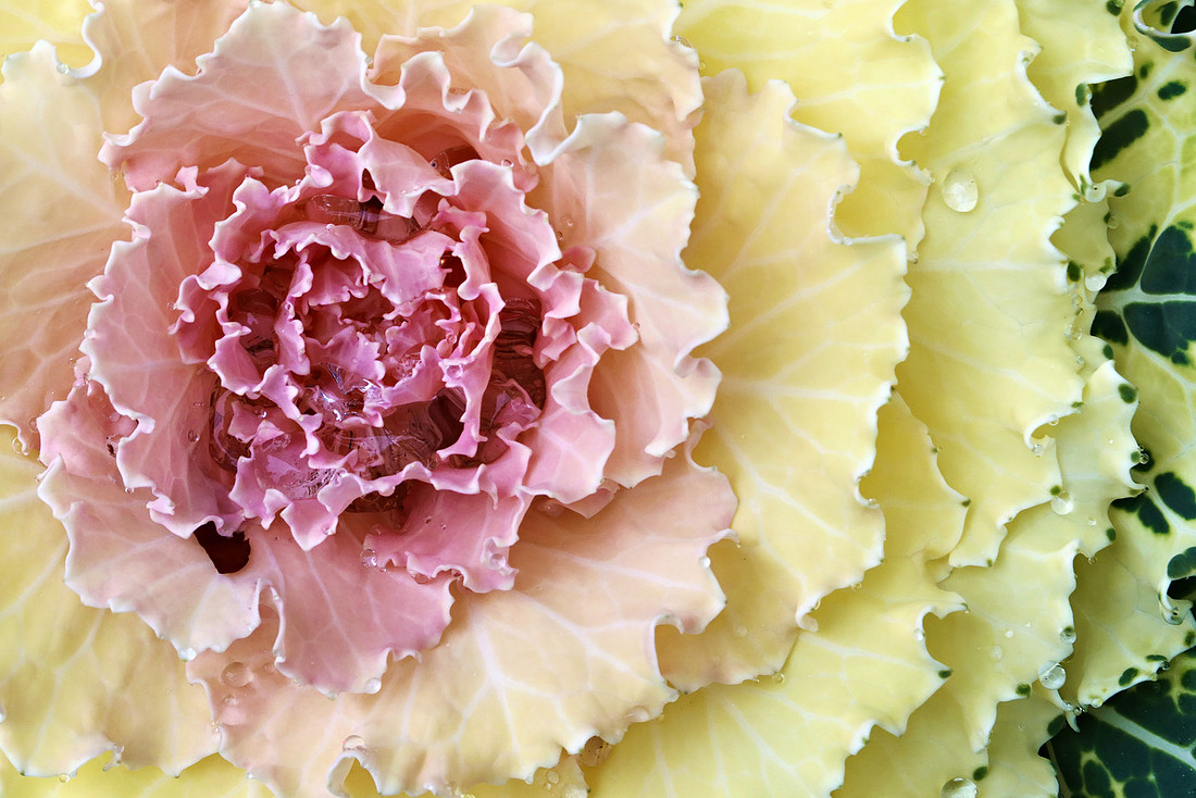 Winter Cabbage