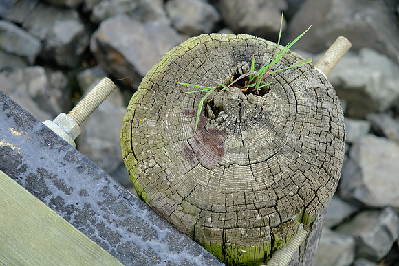 Summer Grass