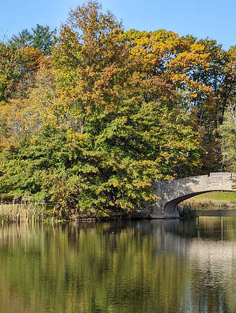 Bridge and Trees