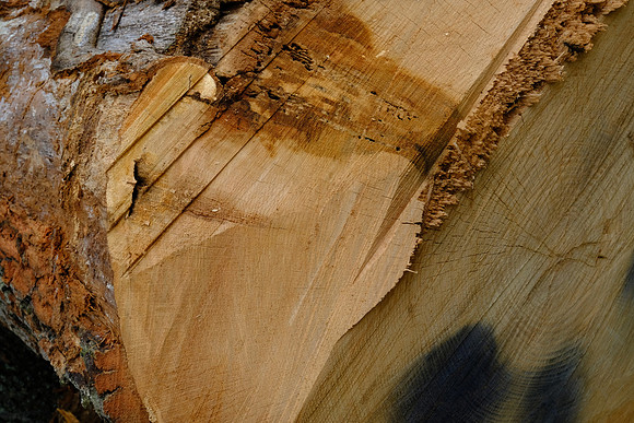 Chopped Down