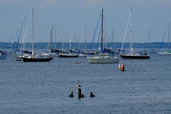 Sailboat Harbor