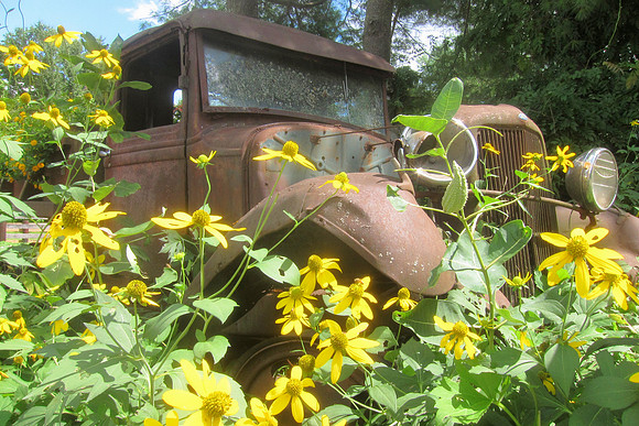 Ford Flowers