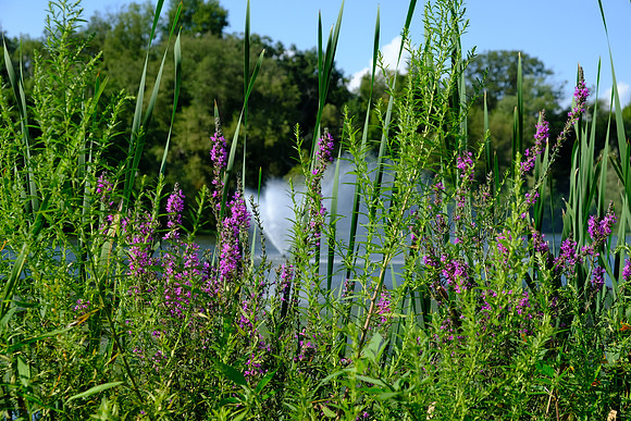Purple Flowers 2