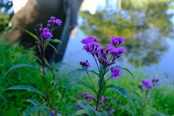 Purple Flowers 3