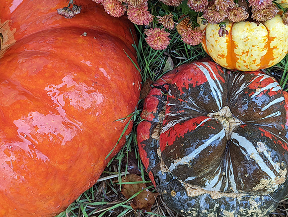 Gourd Colors