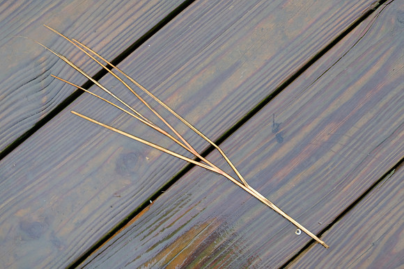 Glossy Grass