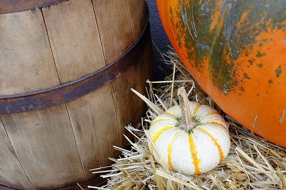 White Pumpkin
