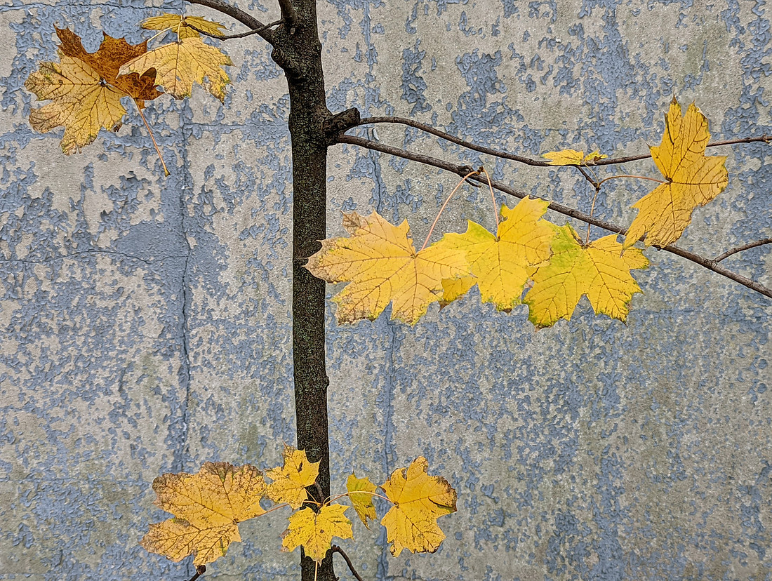Yellow Leaves
