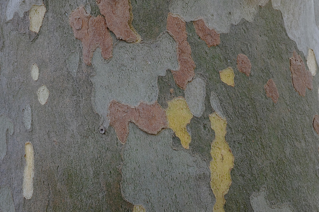 Fall Bark