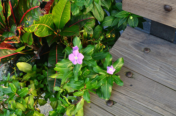 Bench Flowers