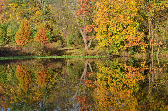 Fall Reflections