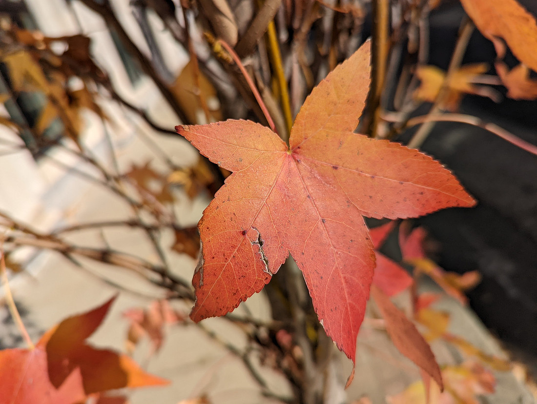 Broken Leaf
