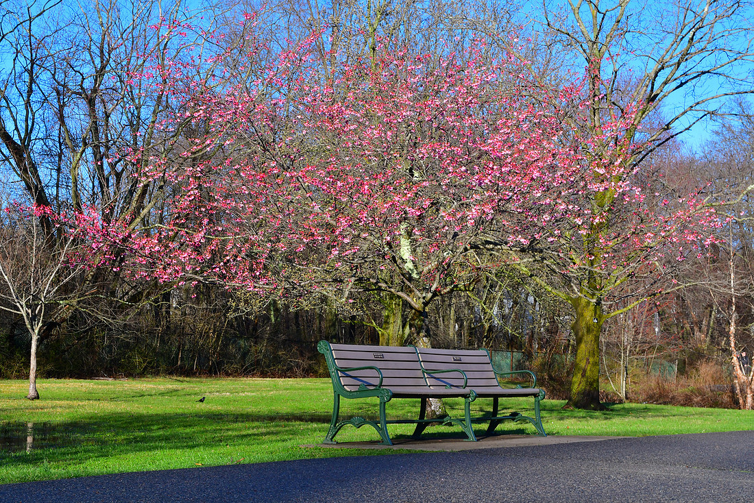 Beginning Blossoms