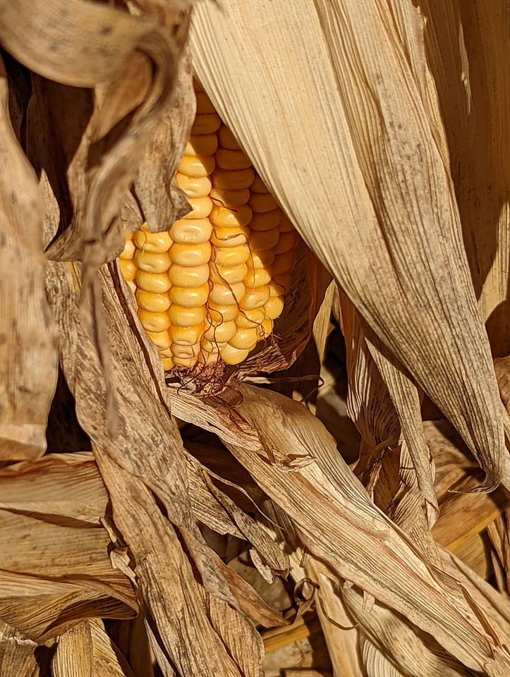 Hidden Corn
