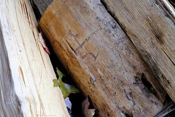 Fall Firewood