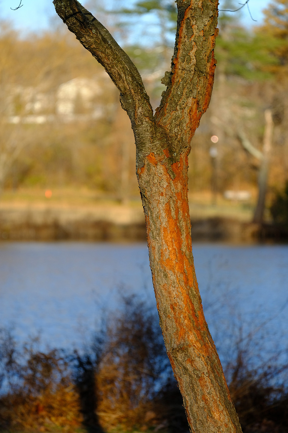 Fall TRunk