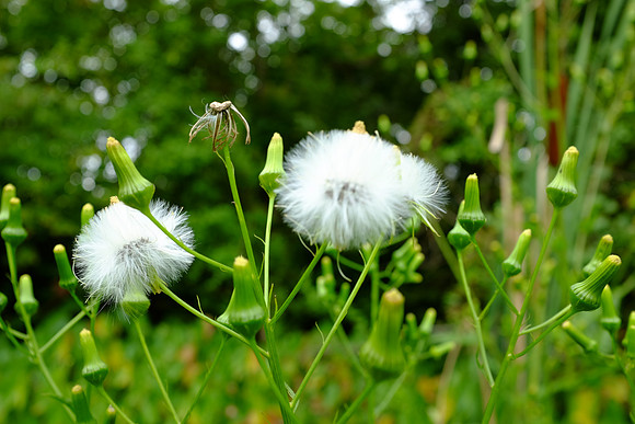 Fluffy