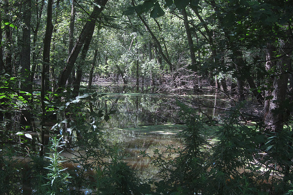 Jersey Jungle