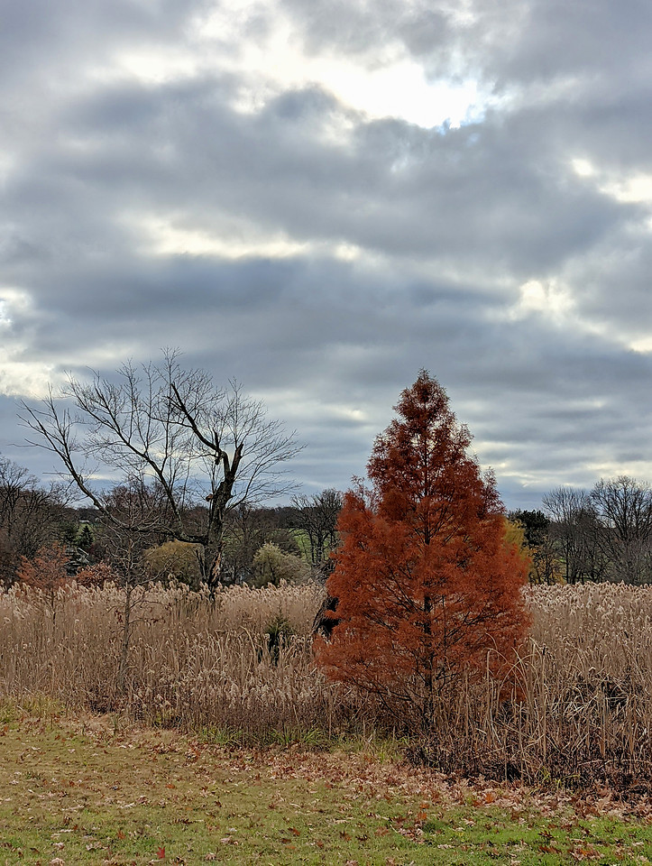 Fall Field