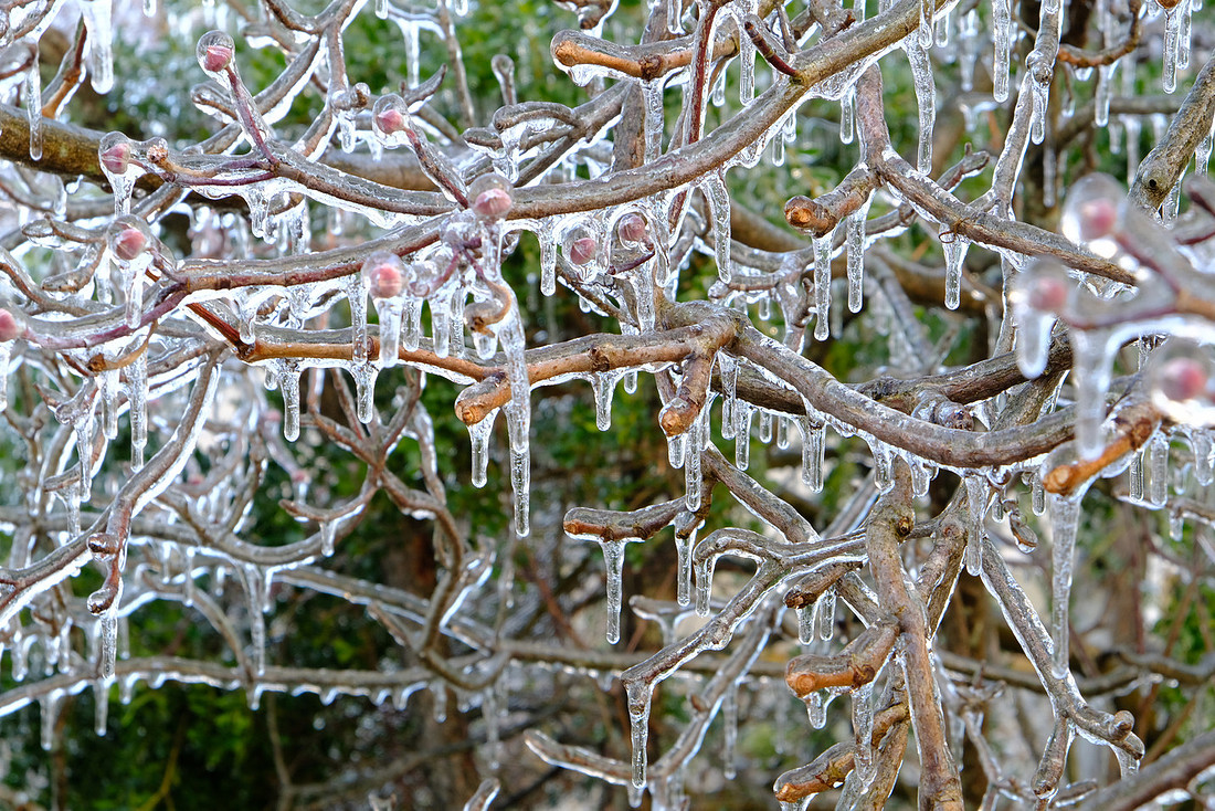 Crystal Tree