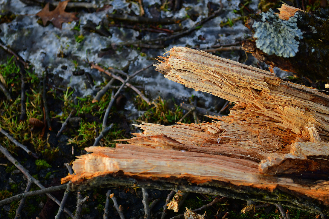 Broken Branch