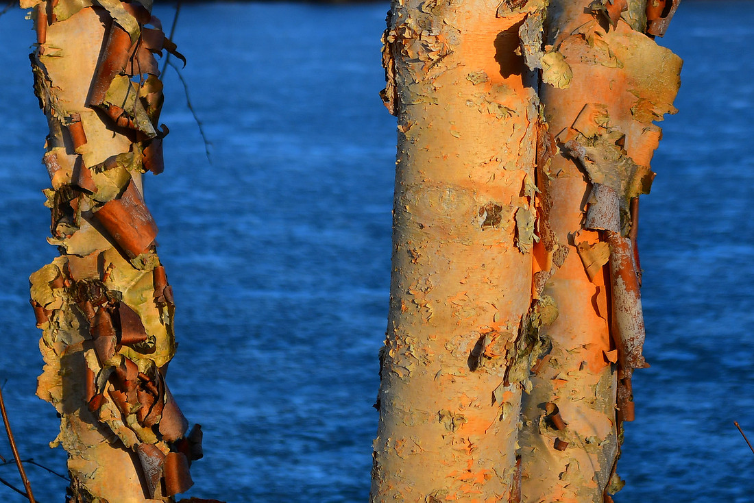 Winter Bark