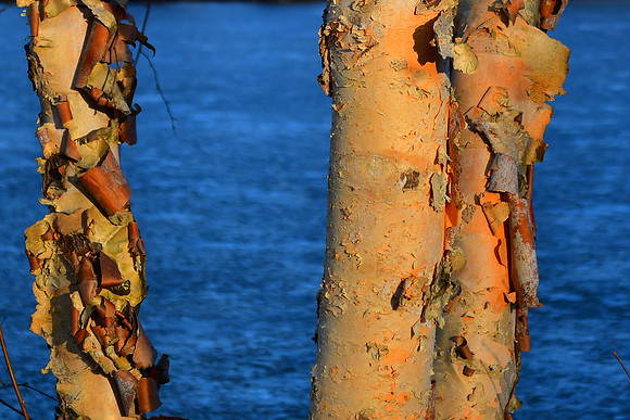 Winter Bark